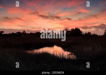 Sonnenuntergang über Marsh Grass im Baylands Nature Preserve Stockfoto