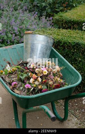 Schubkarre im Garten mit toten Blumen und Eimer Stockfoto