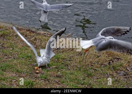 Land verschlossene Möwen Stockfoto