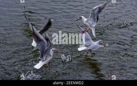 Land verschlossene Möwen Stockfoto