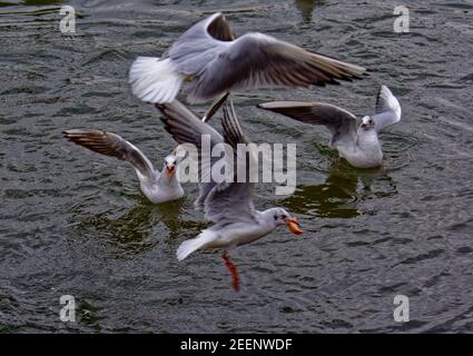 Land verschlossene Möwen Stockfoto