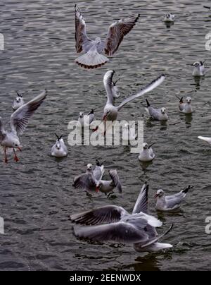 Land verschlossene Möwen Stockfoto