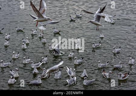 Land verschlossene Möwen Stockfoto