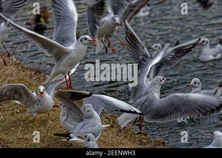 Land verschlossene Möwen Stockfoto