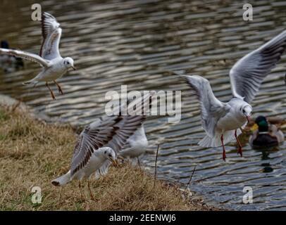 Land verschlossene Möwen Stockfoto