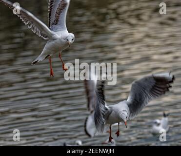 Land verschlossene Möwen Stockfoto