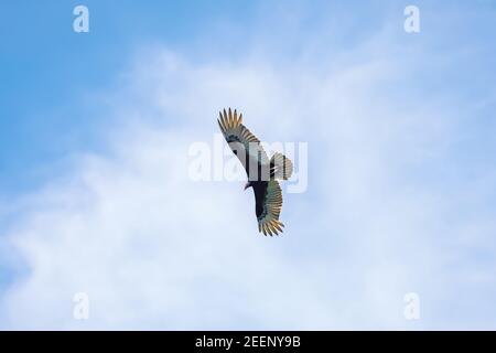 Am blauen Himmel erhebt sich ein Adler mit seinen weit ausgebreiteten Flügeln auf der Höhe der Wolken Stockfoto