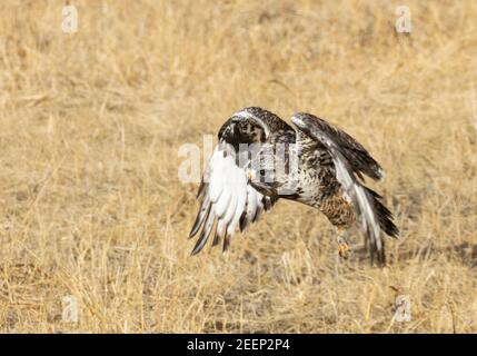 Schöner rauer Falke im Flug Stockfoto