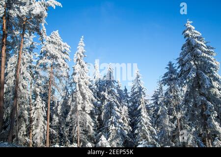 Sonniger Wintertag im Waldviertel, Österreich Stockfoto