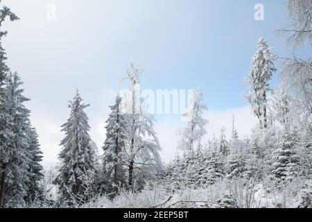 Winter im Waldviertel, Österreich Stockfoto