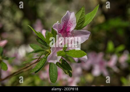 Eine einzelne lebendige rosa Azaleen Blume in voller Blüte auf Ein Zweig Nahaufnahme im Detail mit anderen Blumen in der Hintergrund verschwommen an einem hellen sonnigen Tag in Stockfoto