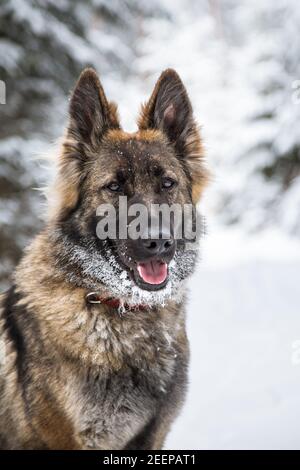 Langhaariger Schäferhund (elsässischer) Porträt Stockfoto