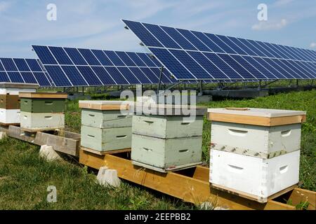 Bienenstöcke und Sonnenkollektoren auf einer Farm Stockfoto