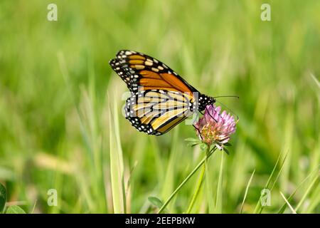 Monarch Schmetterling ( Danaus plexippus) Fütterung auf Klee Blüte. Monarchen sind ein Milchkrautfalter (Unterfamilie Danainae) in der Familie Nymphalidae. Stockfoto
