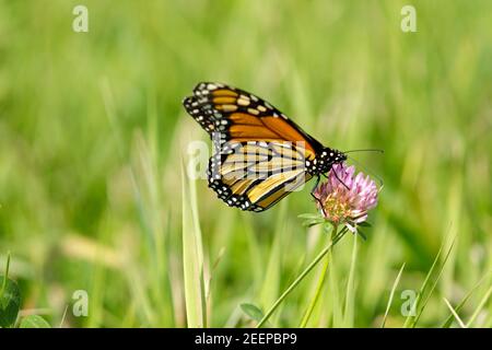 Monarch Schmetterling ( Danaus plexippus) Fütterung auf Klee Blüte. Monarchen sind ein Milchkrautfalter (Unterfamilie Danainae) in der Familie Nymphalidae. Stockfoto