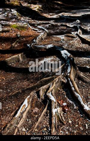 Baumwurzelsystem Muster entlang der schneebedeckten Spur in Asheville, NC Stockfoto