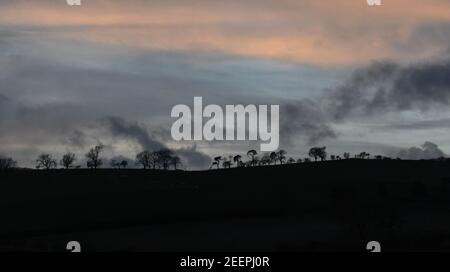 Bäume sitzen auf einem Hügel in der Dämmerung in der schottischen Landschaft, Oktober 2020. Stockfoto