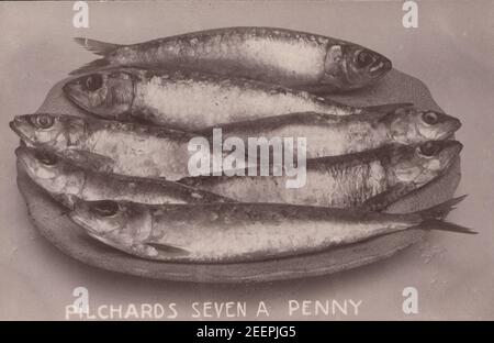 Jahrgang 1908 Edwardianische Fotokarte zeigt eine Tafel mit sieben Tafelenten aus Cornisch. Stockfoto