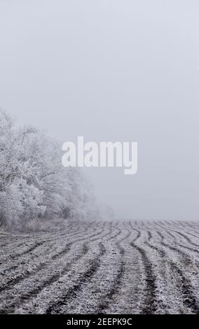 Icey Bäume am Rande eines gefrorenen Bohnenfeldes Verblassen im Nebel Stockfoto