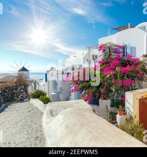 Traditionelle kykladische Straße mit blühenden Blumen im Sommer, Santorini, Oia Straße, Griechenland Stockfoto