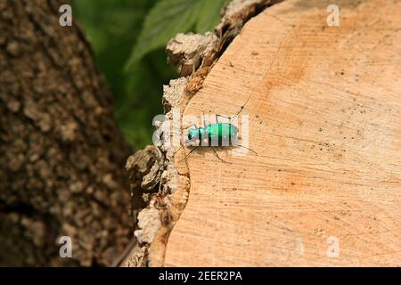 Ein Tigerkäfer mit sechs Punkten (Cicindela sexguttata) Stockfoto