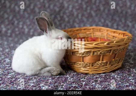 Weißer Osterhase mit roten Augen in einem Holzkorb Stockfoto