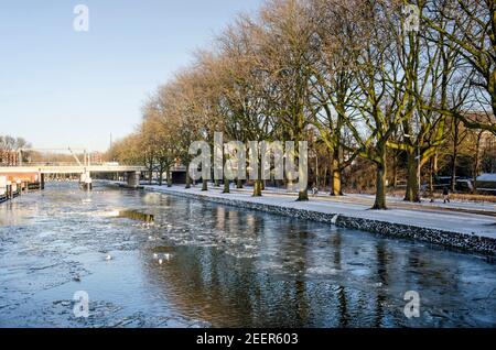 Delft, Niederlande, 13. Februar 2021: Reihe von großen Bäumen, die sich an einem sonnigen Wintertag auf dem Wasser und dem gebrochenen Eis des Rijn-Schie-Kanals spiegeln Stockfoto