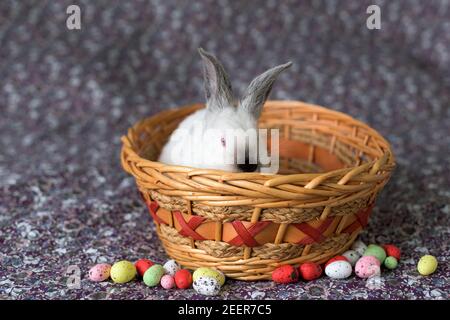 Weißer Osterhase mit roten Augen in einem Holzkorb Mit bunten Eiern herum Stockfoto