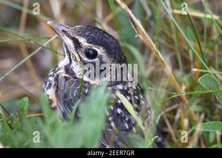 Juvenile amerikanische Rotkehlchen ( Turdus migratorius), die vor kurzem im Sommer flügge geworden ist. Yaak Valley, nordwestlich von Montana. (Foto von Randy Beacham) Stockfoto