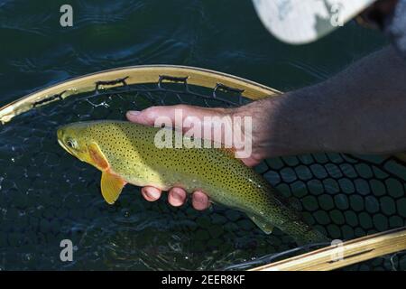 Im Sommer werden mit Tim und Joanne Linehan, den Besitzern der Linehan Outfitting Company, Schnauzforellen gefangen und in den Kootenai River gebracht. Lincoln Stockfoto