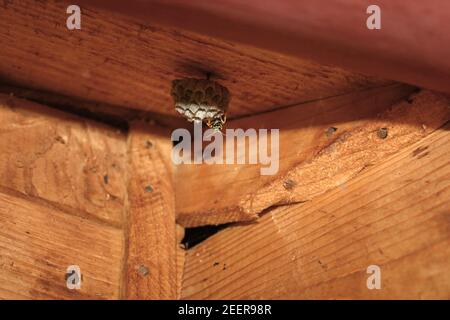 Papierwespen nisten an der Decke einer Holzstruktur Stockfoto