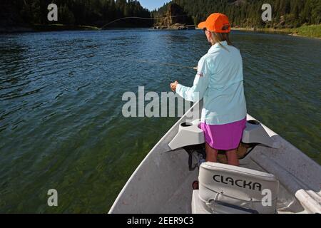 Joanne Linehan Fliegenfischen auf Forellen auf dem Kootenai River im Sommer. Lincoln County, nordwestlich von Montana. (Foto von Randy Beacham) Stockfoto