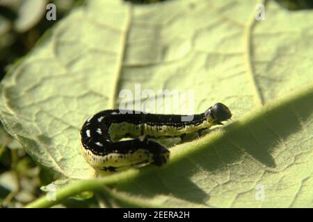 Catalpaworm Larven Stockfoto