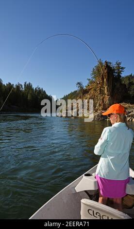 Joanne Linehan fliege im Sommer auf dem Kootenai River nach Forellen. Lincoln County, nordwestlich von Montana. (Foto von Randy Beacham) Stockfoto