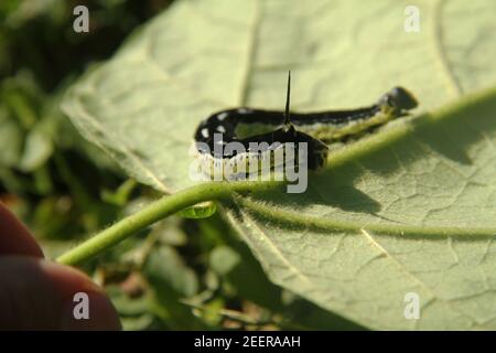 Catalpaworm Larven Stockfoto