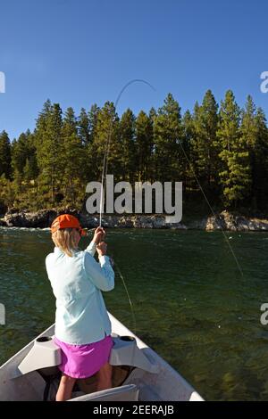 Joanne Linehan hakt eine große Forelle beim Fliegenfischen auf dem Kootenai River. Lincoln County, Montana. (Foto von Randy Beacham) Stockfoto