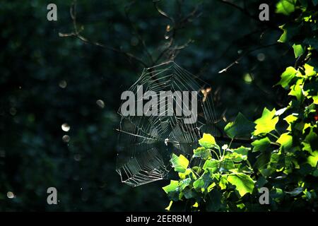 Große Spinnweben zwischen Pflanzen Stockfoto