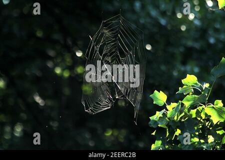 Große Spinnweben zwischen Pflanzen Stockfoto