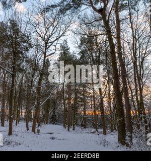 Stonesby Spinney kurz nach Sonnenuntergang - Winter in einem kleinen Wald in der Nähe von Stonesby, Leicestershire, England Stockfoto