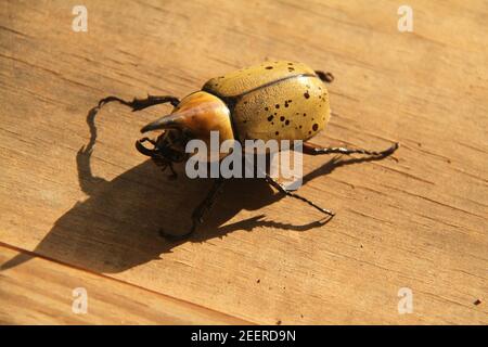 Erwachsener Käfer aus dem östlichen Hercules (Dynastes tityus) Stockfoto