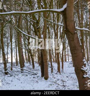Stonesby Spinney nach Sonnenuntergang - Winter in einem kleinen Wald in der Nähe von Stonesby, Leicestershire, England Stockfoto