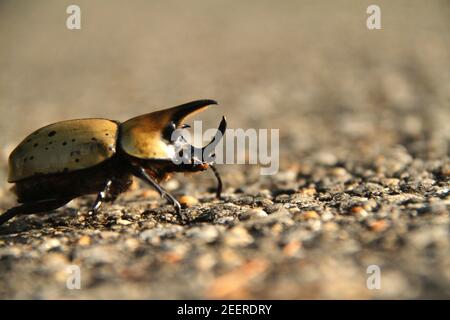 Erwachsener Käfer aus dem östlichen Hercules (Dynastes tityus) Stockfoto