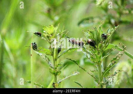 Japanische Käfer ernähren sich von Pflanzen Stockfoto