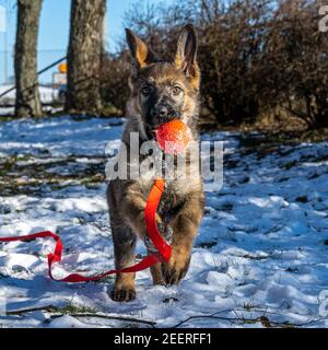 Ein elf Wochen alter Schäferhund spielt mit einer roten Kugel. Schnee im Hintergrund Stockfoto