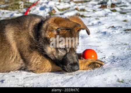 Ein elf Wochen alter Schäferhund spielt mit einer roten Kugel. Schnee im Hintergrund Stockfoto