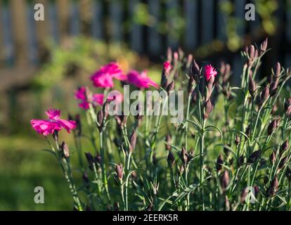 Nahaufnahme blühende Nelke Glory Blumen, Dianthus caryophyllus, Nelke rosa, Arten von Dianthus deltoides, lebendige Farbe Bokeh Garten Hintergrund Stockfoto