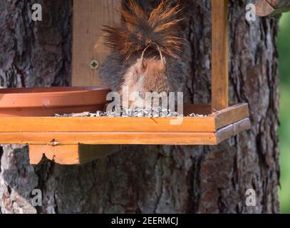 Nahaufnahme niedlichen roten Eichhörnchen, Sciurus vulgaris sitzen in der Vogelfuttertisch, Schwanz bis Essen Sonnenblumenkerne. Selektiver Fokus, Kopierbereich Stockfoto
