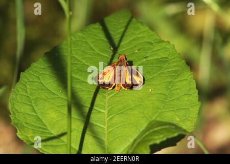 Ein feuriger Skipper auf großem Blatt Stockfoto