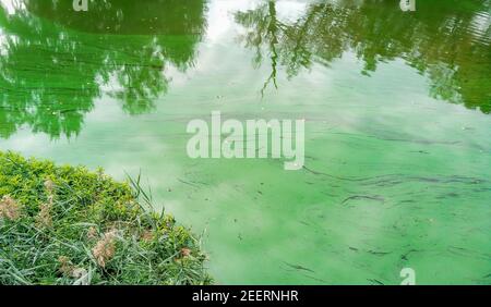 Fluss mit schöner grüner Pollenstruktur in Breslau Stadt Stockfoto