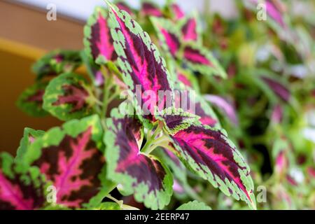 Grüner Coleus in einem Topf auf einer Fensterbank aus nächster Nähe Stockfoto